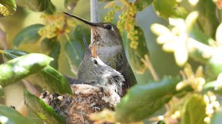 Baby hummingbird keeps rolling over the edge of the nest hummingbird nest