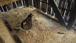 chicken coop desi