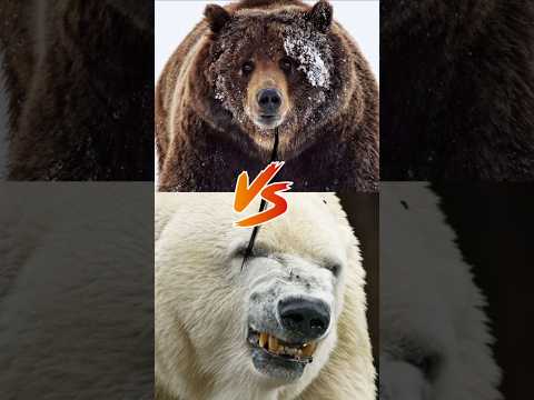 Grizzly Bear VS Polar Bear Who Wins Grizzlybear Polarbear