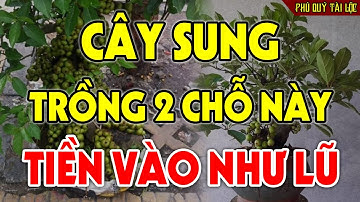 Cứ TRỒNG CÂY SUNG Ở Chỗ Này Để HÚT TÀI LỘC Tiền Vàng Kéo Vào Ầm Ầm, Đổi Đời Giàu Nứt Vách