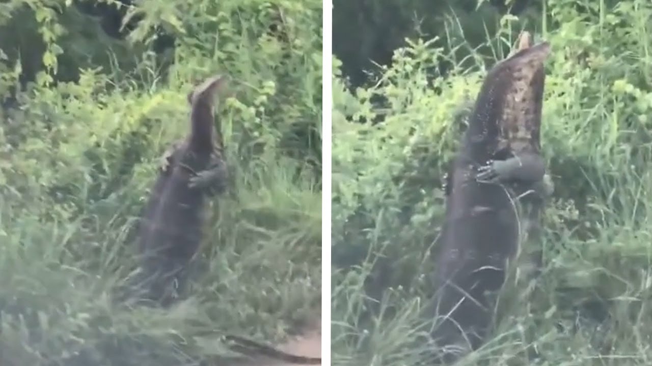 Monitor Lizards Wrestling YouTube