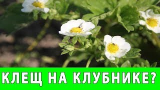 БОРЬБА с ЗЕМЛЯНИЧНЫМ КЛЕЩОМ на КЛУБНИКЕ