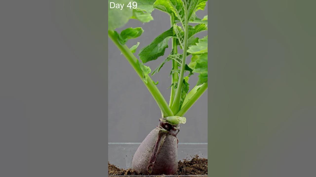 EPIC Radish Growing From Seed Time Lapse YouTube