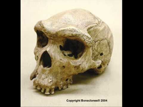 Biologia - Homo Heidelbergensis