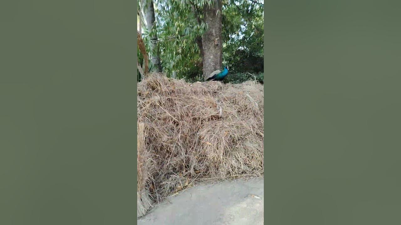 Beautiful Peacock Setting at Sri Ramanasramam | Ramana Maharshi Ashram ...