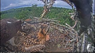 2017/07/02 16h24m ~Teo brings a still alive huge pike~ Latvian Osprey