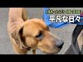 何の変化もない平凡な日々【土佐犬88 90日目】