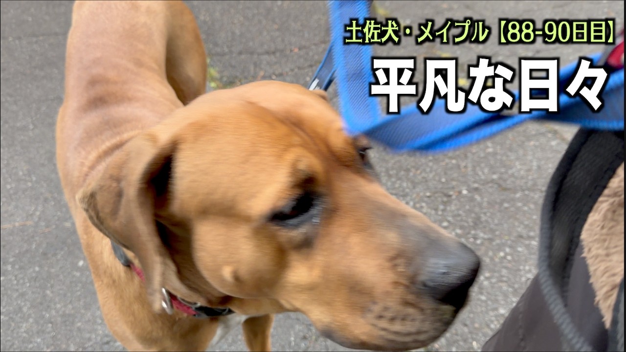 何の変化もない平凡な日々【土佐犬88 90日目】