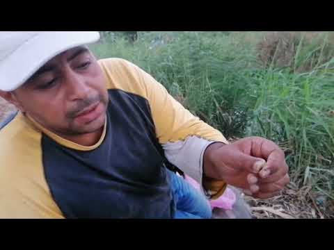 صيد الغلة في الغيطان 