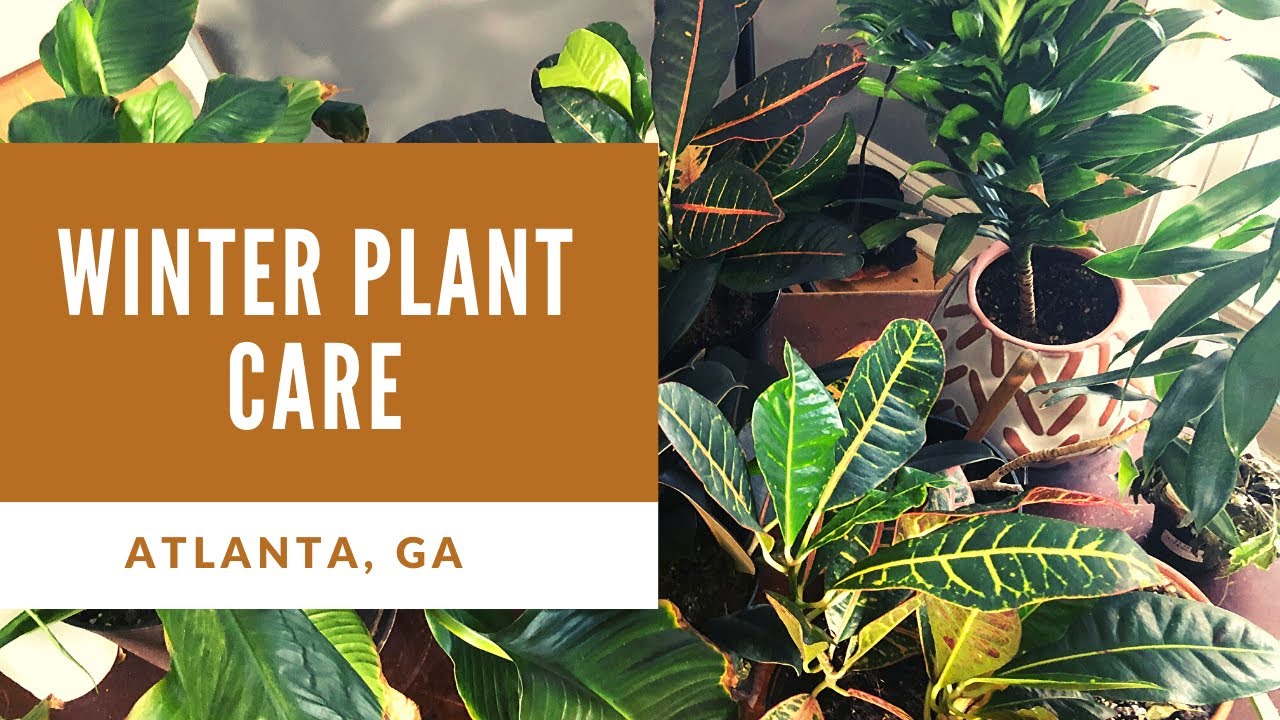 WINTER PLANT CARE (Atlanta, GA) - HOW I KEEP MY PLANTS ALIVE DURING THE ...
