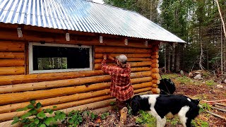 Wilderness Off Grid Log Cabin: Finishing The Moss Chinking