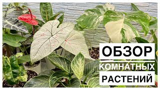 Обзор комнатных растений | 31.05.2024г.