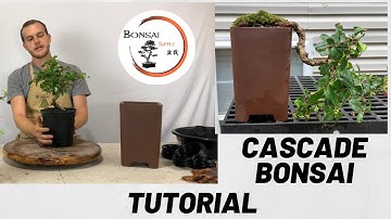 Cascade Bonsai tree Tutorial | The Bonsai Supply