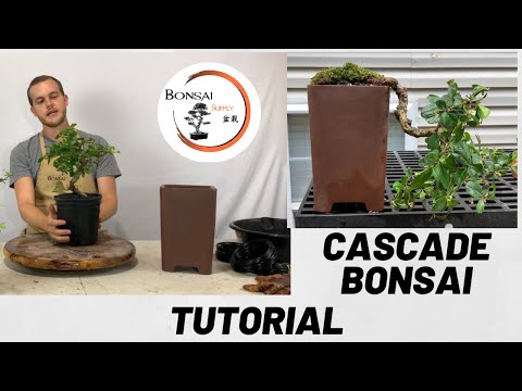 วีดีโอ: Cascading Bonsais: เคล็ดลับในการสร้าง Cascade Bonsai Form