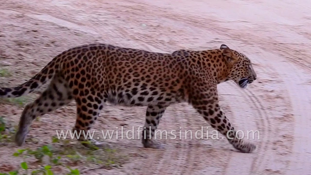 Leopard walks in the forest to survey his territory - YouTube