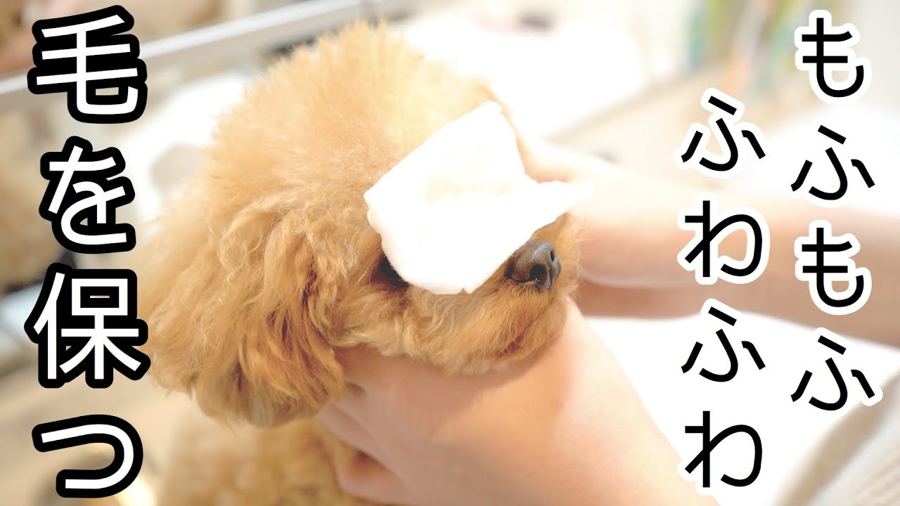 全てお見せします。モフモフの毛を保つ手法。