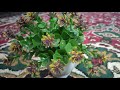 كرامه مجربة لقضاء الحاجة لام البنين