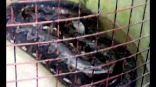 Prony Phyton of Albur Bohol Philippines