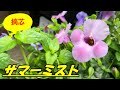 【花】サマーミストの育て方・摘芯