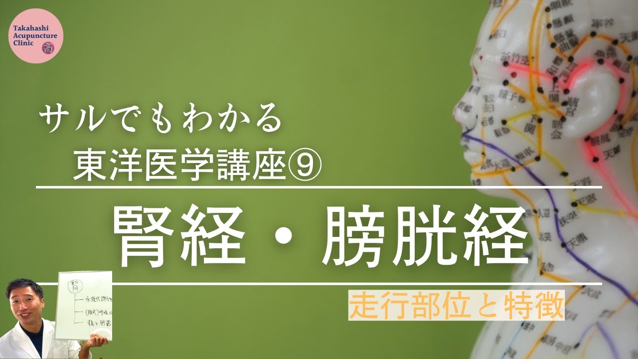 【腎経・膀胱経】走行部位と特徴【サルでもわかる東洋医学⑨】