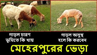 গাড়ল চারন ভুমিতে কি খায় দেখুন। গাড়ল অসুস্থ হলে কি করবেন। মেহেরপুরের গাড়ল খামার দেখুন