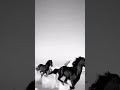 حصان مشهد مونتاج