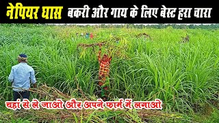 नेपियर घास बकरी ,गाय के लिए बेस्ट हरा चारा।। Best Nepier Grass Available।। Kvk Mahasamund