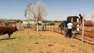 CATCHING A COW OUT ON THE REZ - SHONTO, AZ (2011)