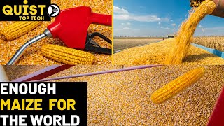 THE NEW INNOVATION OF CORN / MAIZE FARMING THAT CHANGED THE WORLD--. HOW CORN OIL IS MADE