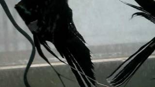 Angelfish Spawn Take 2