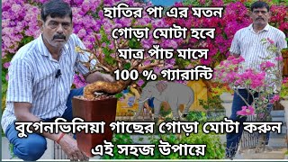 বাগানবিলাস/Bougainvillea গাছের গোড়া মোটা করুন এই সহজ উপায়ে!THICK TRUNK BOUGAINVILLEA!