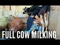 Beautiful village girl cow milking by hand uttarakhand village life style viral cowmilking food