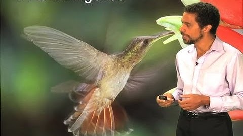 The Hummingbird song - Erich Jarvis (Duke/HHMI)