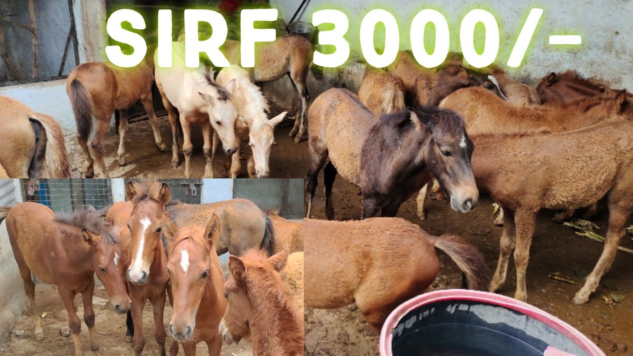 saste ghode baby horses in Hyderabad | tattoo ghode ke bachche in Hyderabad | horses lot