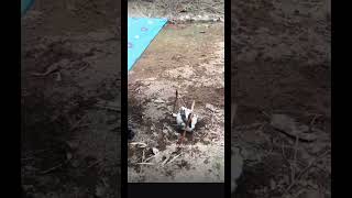 #rek #rekkitz #рекипж #рекпж