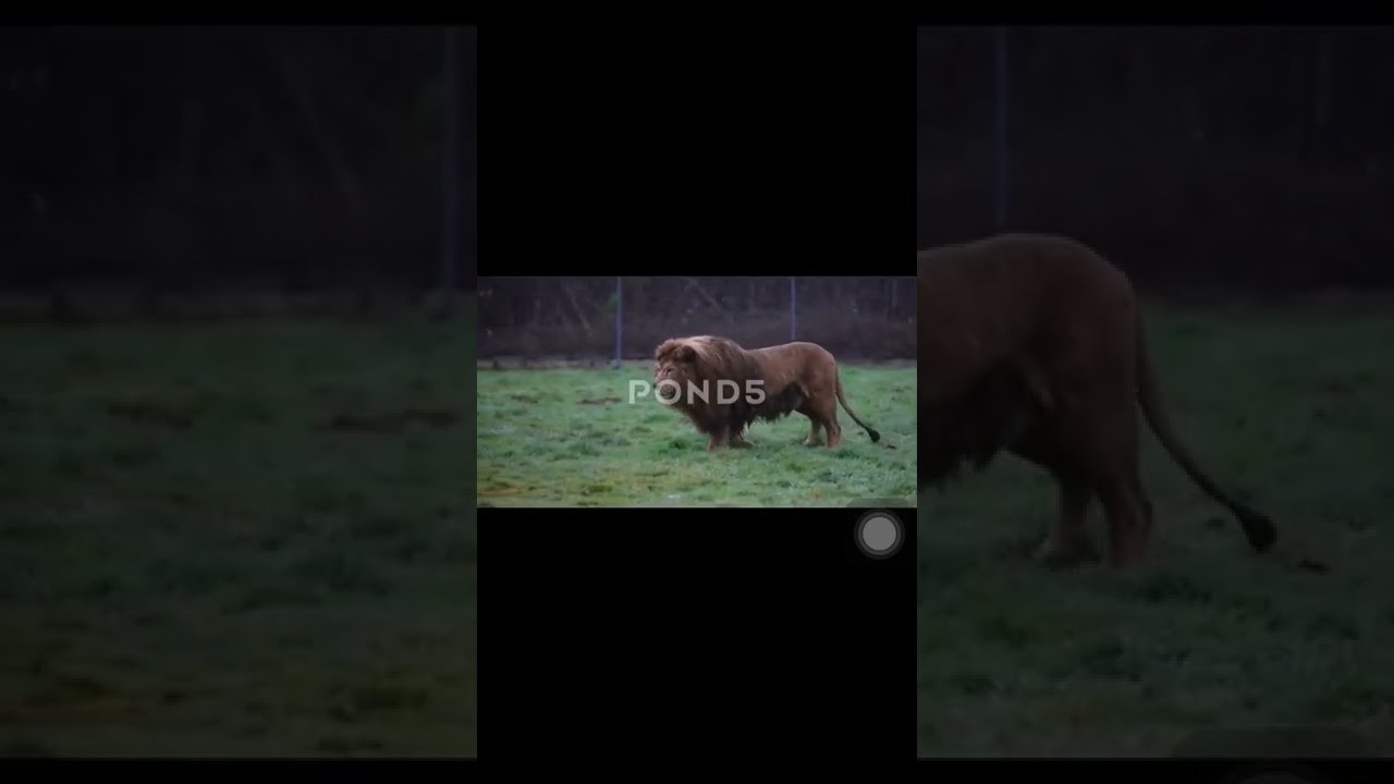 Large Barbary Lion
