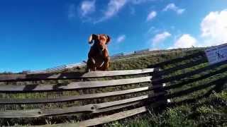 Trinity The Vizsla. Fence Jumping Filmed With Gopro Here 4 Black Edition