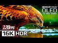 Ultra Clarity 16K HDR 120fps Dolby Vision 📺