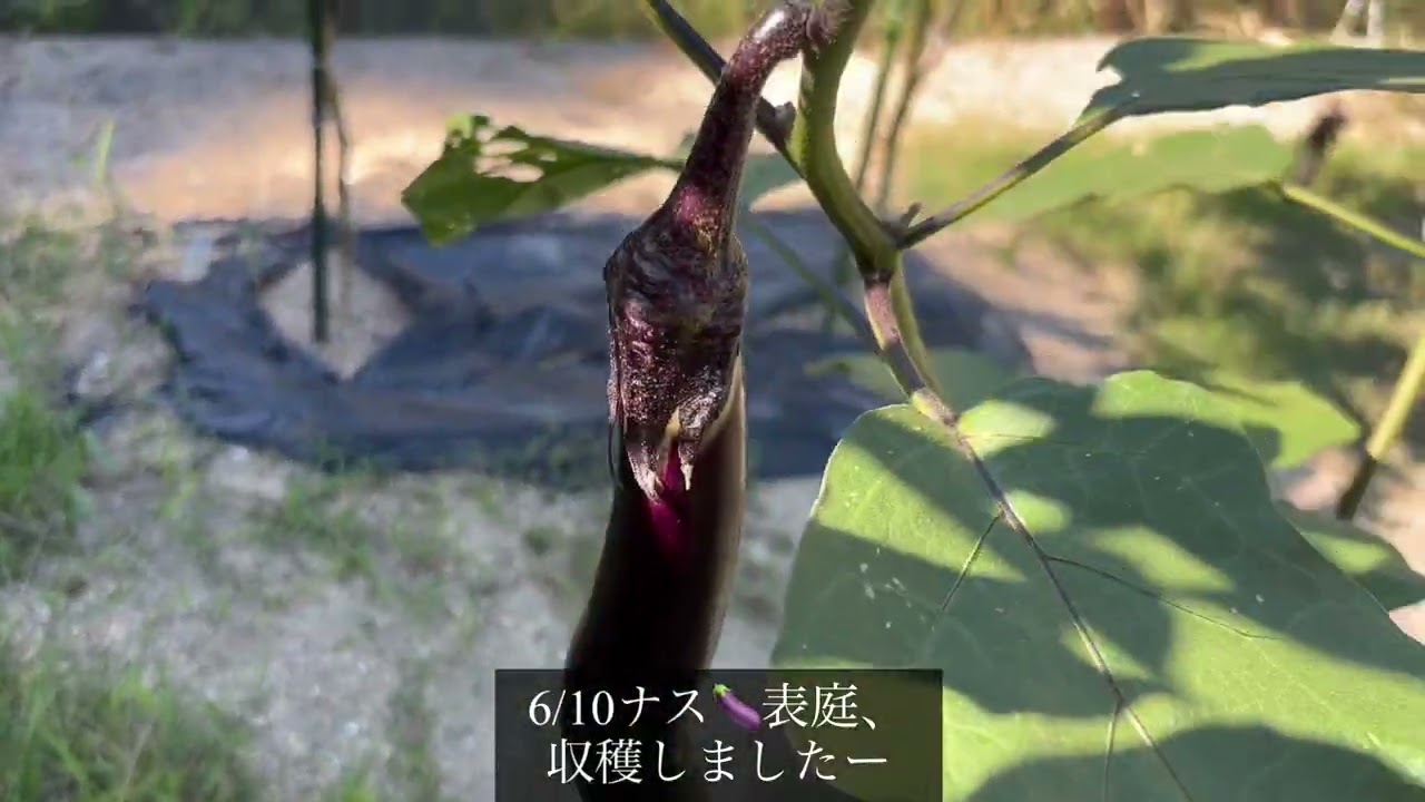 2026年8月22日 ナス🍆、ナイス😊 - YouTube
