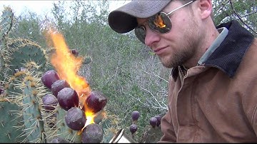 How to Pick and Eat Prickly Pear Fruit