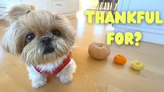 what is my cute shih tzu thankful for?