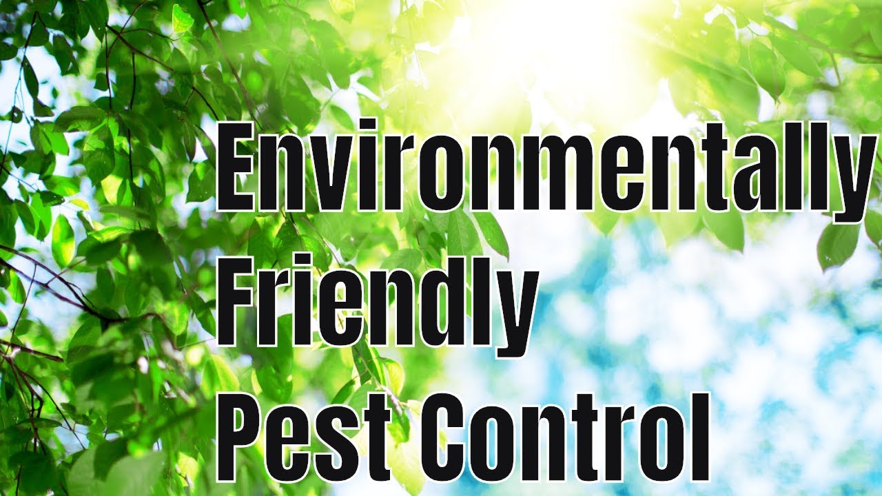Jrg Termite And Pest Control Ridding Your Home Of Unwanted Pests Quickly