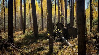 картинка: Эко-путешествие по Сосновому болоту (8 октября 2025)