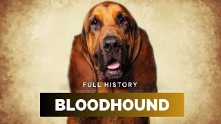 Bloodhound - Full History