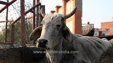 Bulls crowd the streets while pigs eat open trash - guess which city?