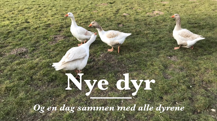 Nye dyr og en dag i livet med alle dyrene 😍