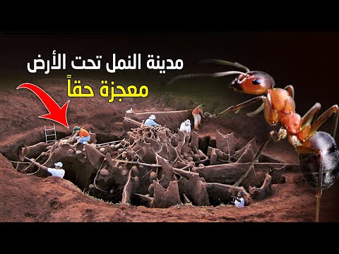 فيديو: العمارة العظيمة تحت مداخل الفضاء: دار سالامانكا