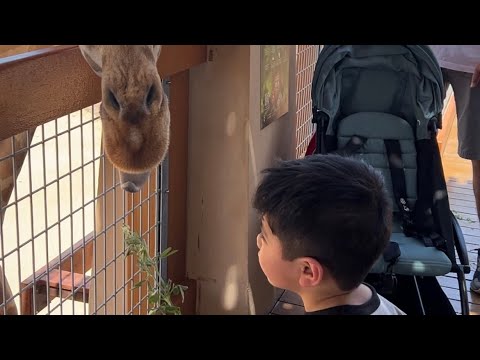 Al Ain Zoo - The Largest Zoo in the UAE
