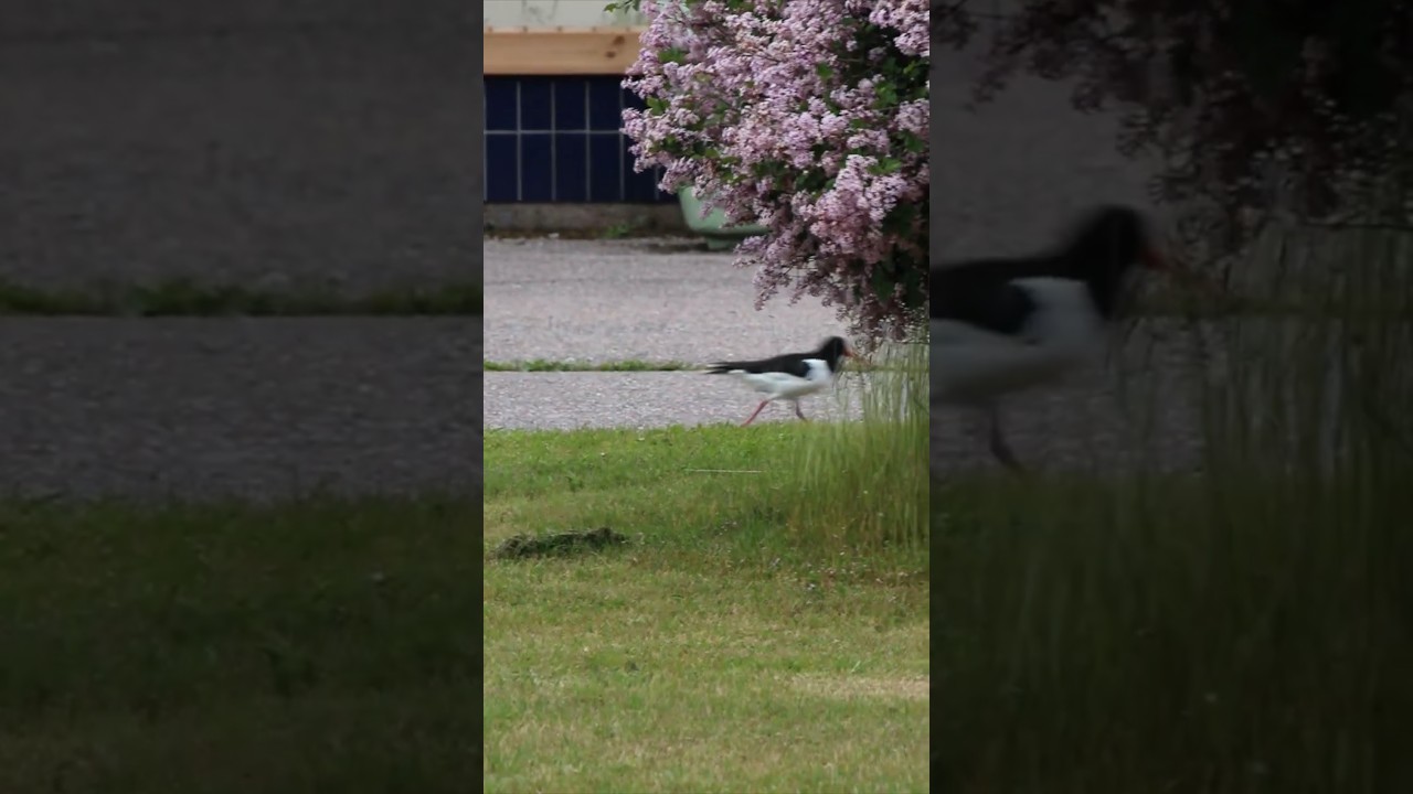🐦‍⬛A shy oystercatcher hides behind a lilac bush 🫣Застенчивый кулик-сорока прячется за кустом сирени