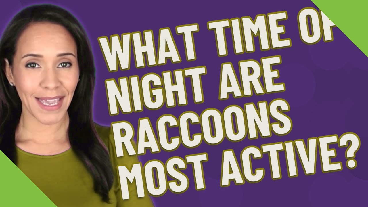 What time of night are raccoons most active? - YouTube